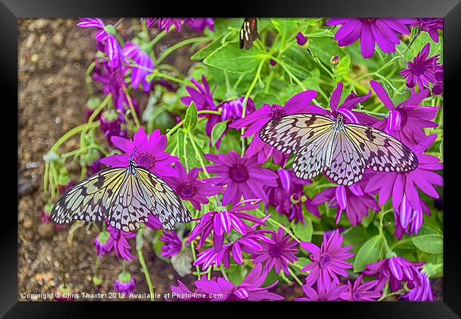 2 Tree Nymph Butterflies Framed Print by Chris Thaxter