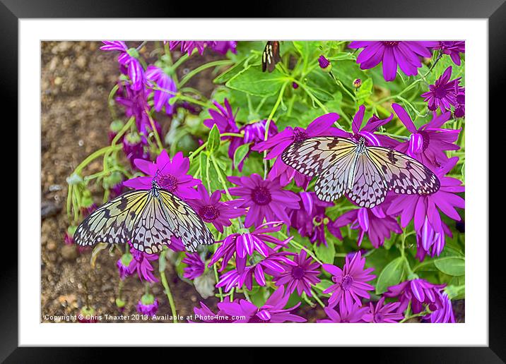 2 Tree Nymph Butterflies Framed Mounted Print by Chris Thaxter