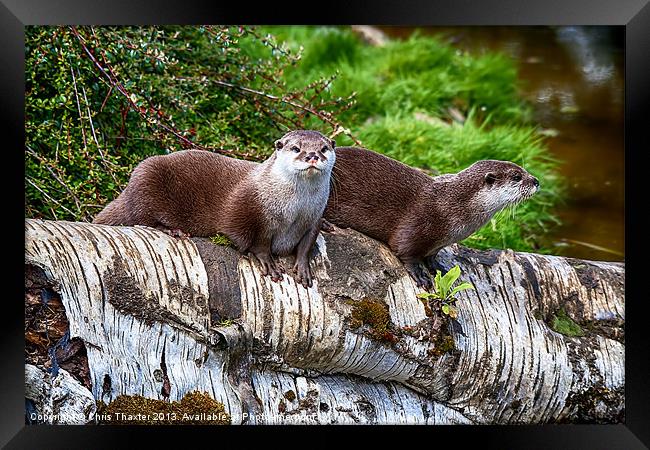 European Otters Framed Print by Chris Thaxter