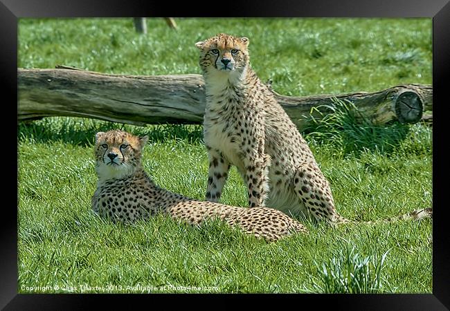 2 Cheetahs Framed Print by Chris Thaxter