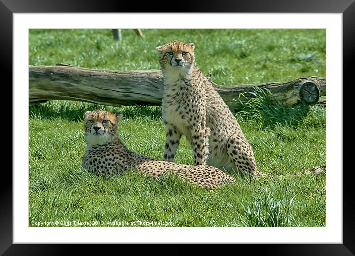 2 Cheetahs Framed Mounted Print by Chris Thaxter