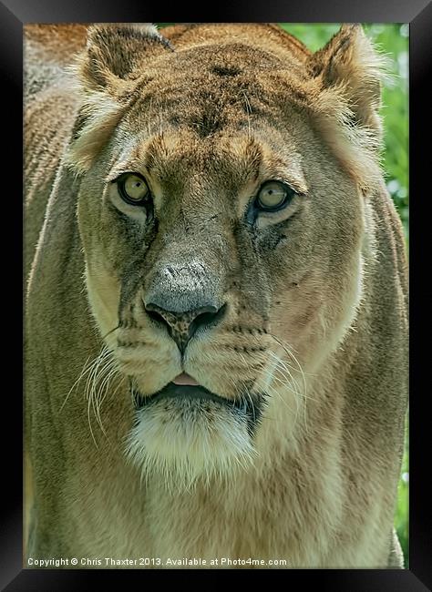 Lioness Female Lion 2 Framed Print by Chris Thaxter