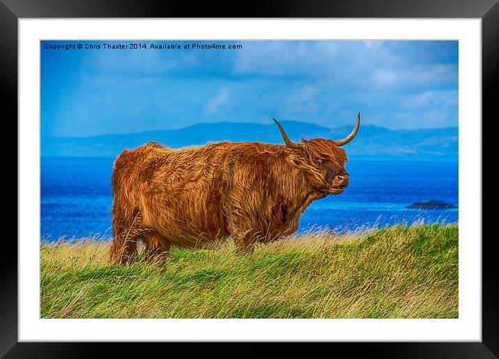 Highland Cow Framed Mounted Print by Chris Thaxter