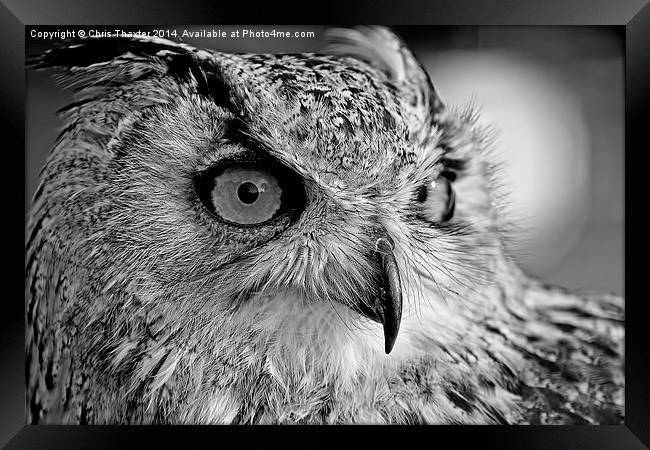 Bengal Owl black and White Framed Print by Chris Thaxter
