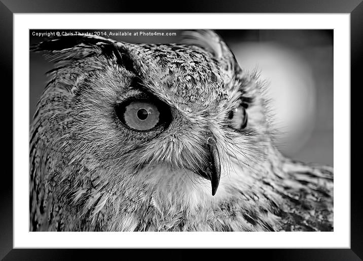 Bengal Owl black and White Framed Mounted Print by Chris Thaxter