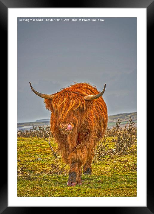 Highland Cow on Bodmin Moor Framed Mounted Print by Chris Thaxter