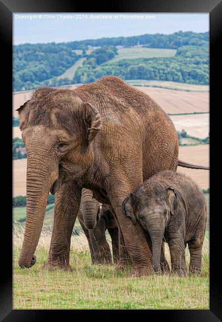 Lean on Me Little Elephant Framed Print by Chris Thaxter