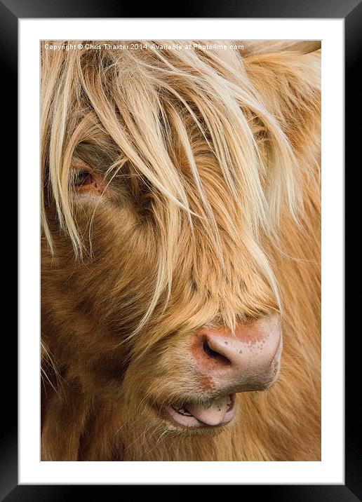  Highland Cow Portrait Framed Mounted Print by Chris Thaxter