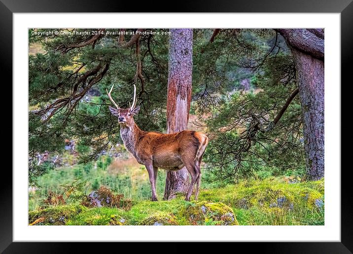 Highland Stag  Framed Mounted Print by Chris Thaxter