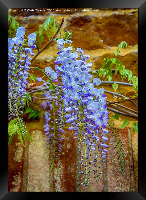  Wisteria Framed Print by Chris Thaxter