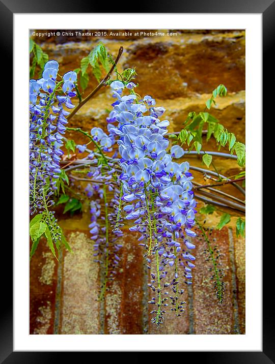  Wisteria Framed Mounted Print by Chris Thaxter
