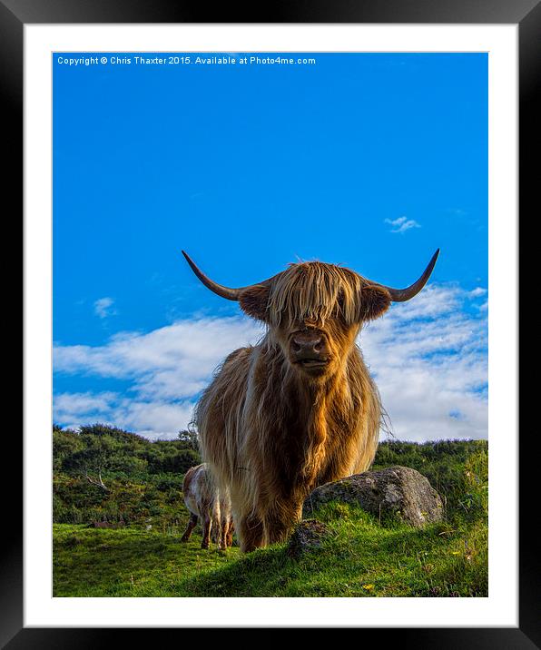  Highland Cow Framed Mounted Print by Chris Thaxter