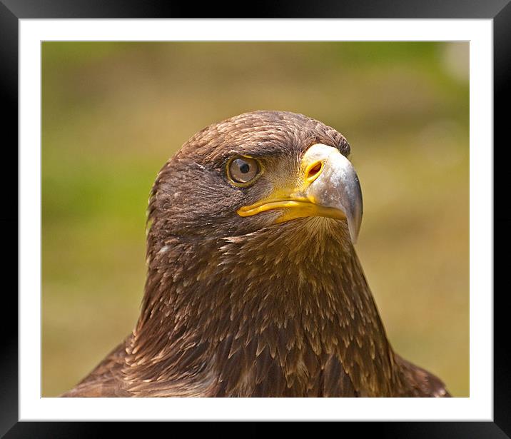 Golden Eagle Framed Mounted Print by Chris Thaxter