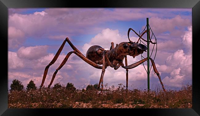 Giant Ant Framed Print by Chris Thaxter