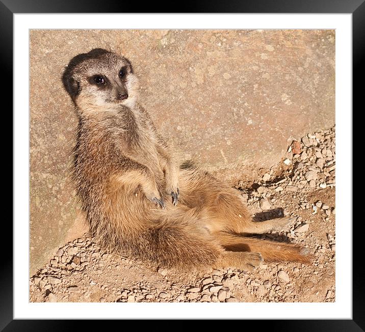 Resting Meerkat Framed Mounted Print by Chris Thaxter