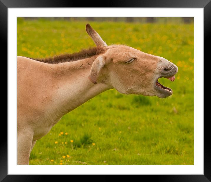 Laughing Onager Framed Mounted Print by Chris Thaxter