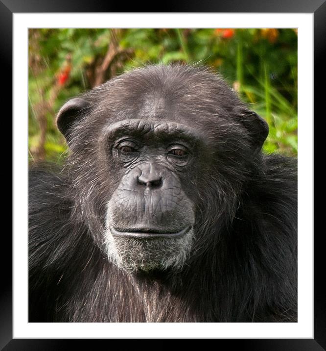 Chimpanzee Portrait Framed Mounted Print by Chris Thaxter