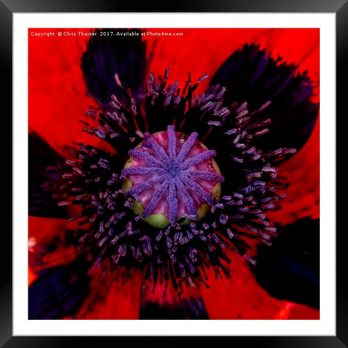 Poppy Heart 3 Framed Mounted Print by Chris Thaxter