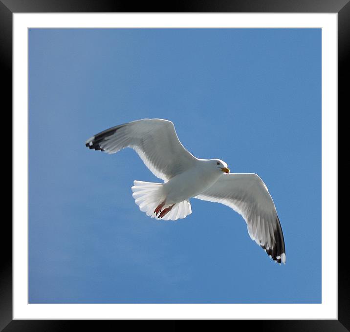 Sea Gull in flight Framed Mounted Print by Chris Thaxter