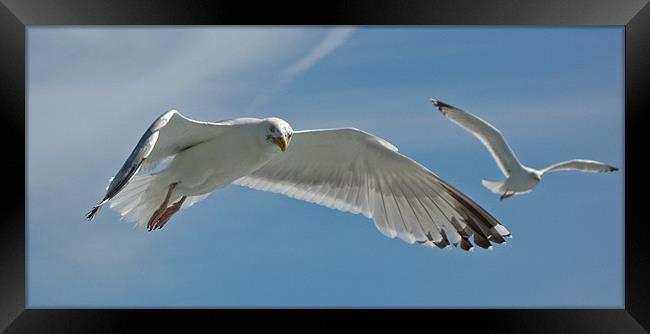 Seagull Duo Framed Print by Chris Thaxter