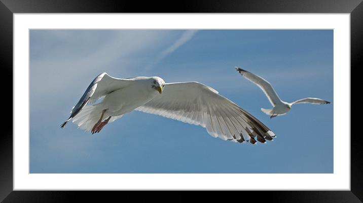Seagull Duo Framed Mounted Print by Chris Thaxter