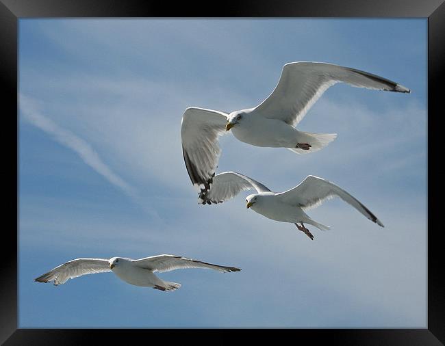 A Trio of Seagulls Framed Print by Chris Thaxter
