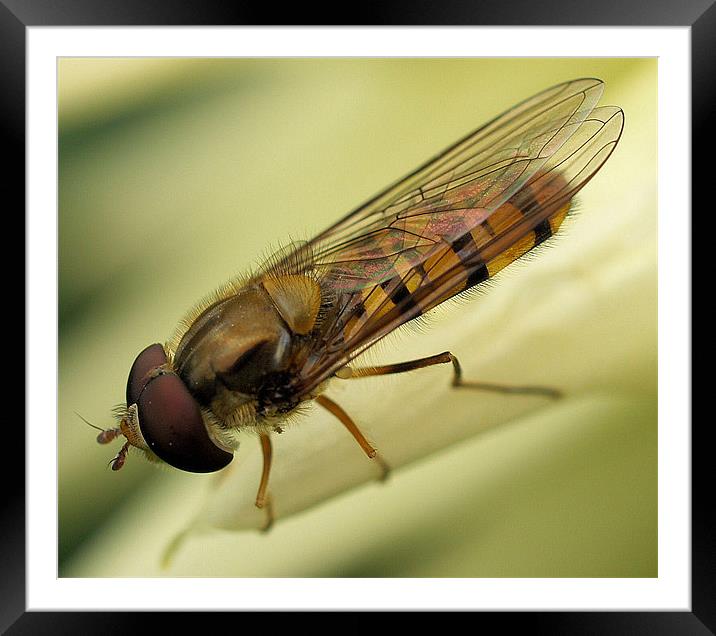 Hoverfly Macro Framed Mounted Print by Chris Thaxter