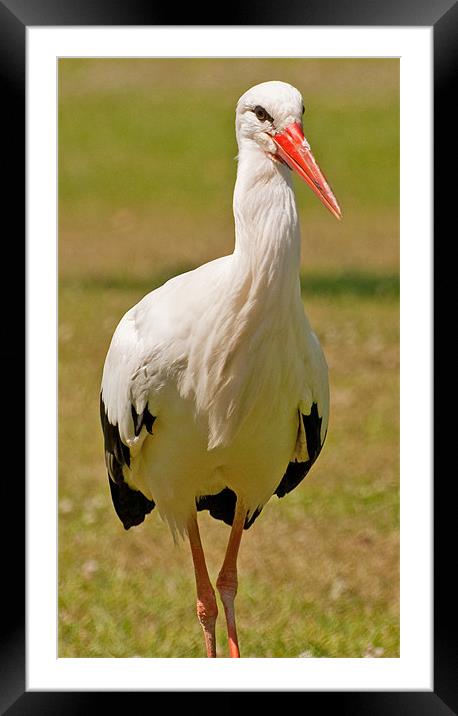 White Stork Framed Mounted Print by Chris Thaxter