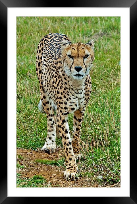 Cheetah Framed Mounted Print by Chris Thaxter