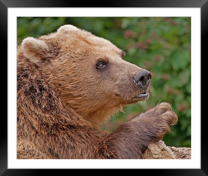 Brown Bear Framed Mounted Print by Chris Thaxter