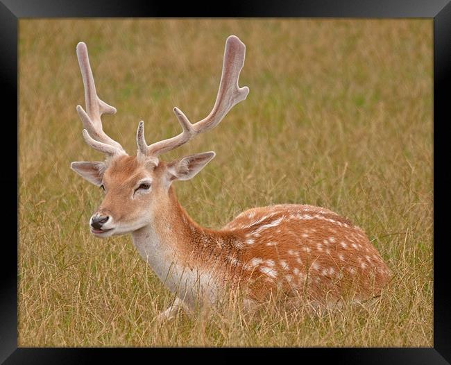 Antlered Fallow Deer Framed Print by Chris Thaxter