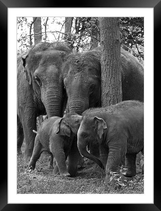 Elephant Group Framed Mounted Print by Chris Thaxter