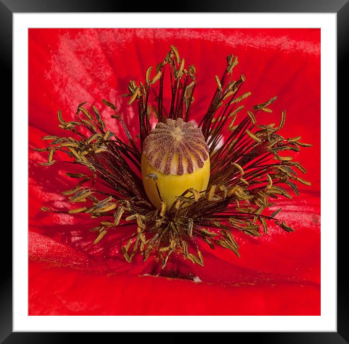 Poppy Heart Framed Mounted Print by Chris Thaxter
