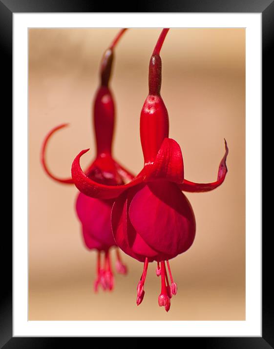 Red Fuschias Framed Mounted Print by Chris Thaxter