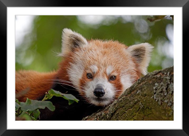 Enchanting Red Panda Portrait Framed Mounted Print by Chris Thaxter