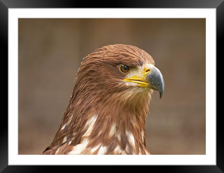 Majestic Golden Eagle Surveying its Domain Framed Mounted Print by Chris Thaxter