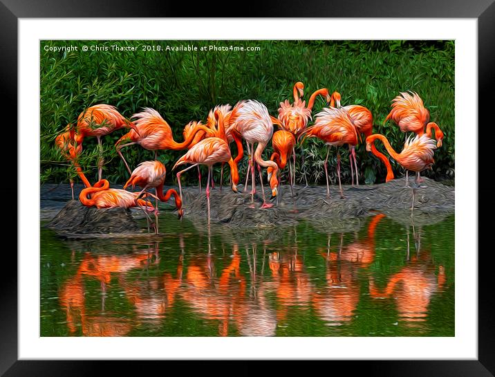 A Flamboyance of Flamingos Framed Mounted Print by Chris Thaxter