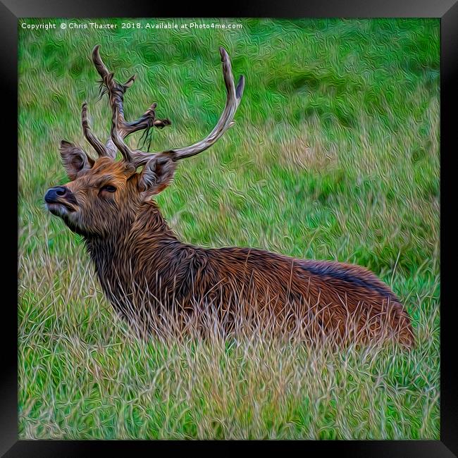 Majestic Red Deer Stag Resting in the Wild Framed Print by Chris Thaxter