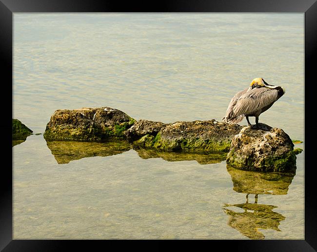 Pelican on the Rocks Framed Print by Chris Thaxter