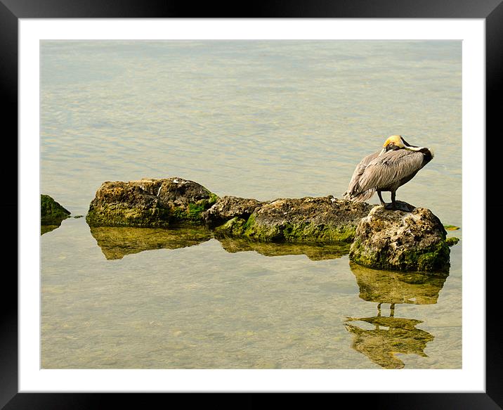 Pelican on the Rocks Framed Mounted Print by Chris Thaxter