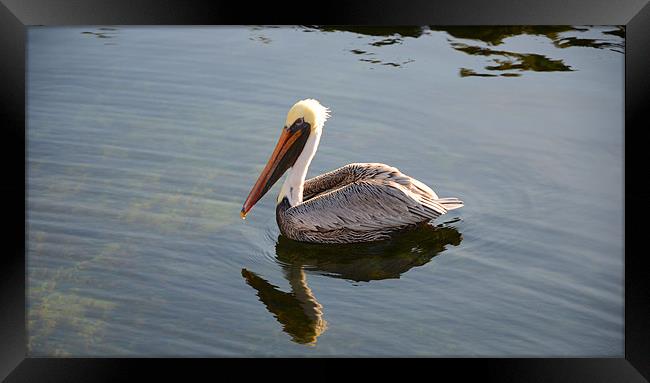 Majestic Pelican Reflection Framed Print by Chris Thaxter