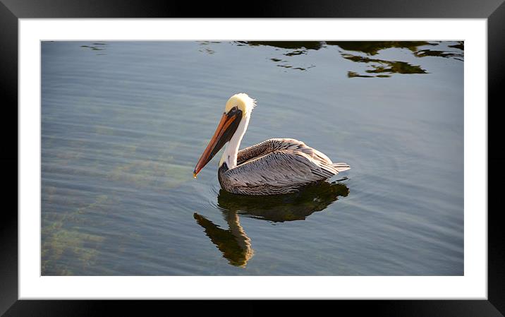 Majestic Pelican Reflection Framed Mounted Print by Chris Thaxter