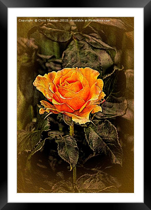 Orange Rose in oils Framed Mounted Print by Chris Thaxter