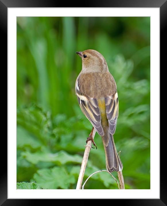Female Chaffinch Framed Mounted Print by Chris Thaxter