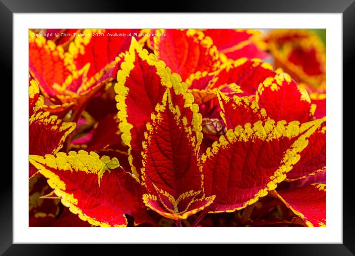 Colourful Coleus Framed Mounted Print by Chris Thaxter