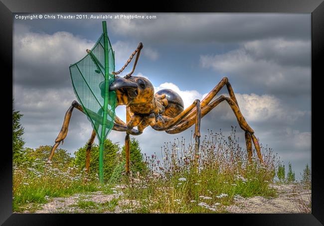 Alien Ant Framed Print by Chris Thaxter