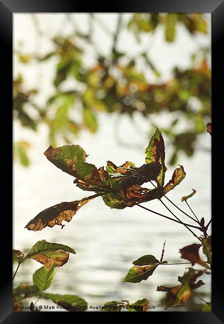 Autum Decay Framed Print by Mark Hobson