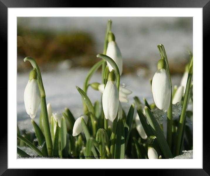 Snowdrops  in Sunlight Framed Mounted Print by Mark Hobson