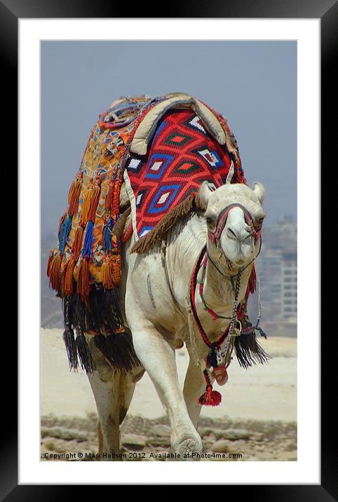 Eygptian Camel Framed Mounted Print by Mark Hobson