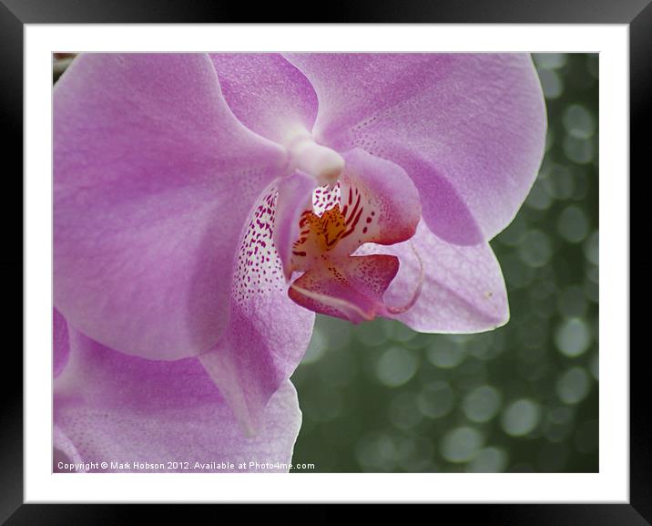 Orchid in the Rain Framed Mounted Print by Mark Hobson